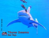 TIBURON OCEANICO